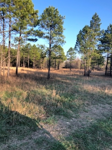 Cabin In Southeastern Oklahoma Joining National Forest - image 8