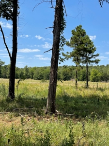 Cabin In Southeastern Oklahoma Joining National Forest - image 32