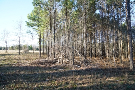 Cabin In Southeastern Oklahoma Joining National Forest - image 16