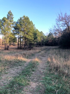 Cabin In Southeastern Oklahoma Joining National Forest - image 9