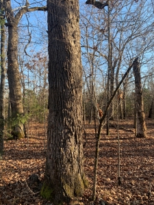 EASY LAKE ACCESS to BULL SHOALS - image 7