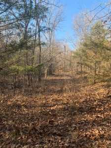 EASY LAKE ACCESS to BULL SHOALS - image 2