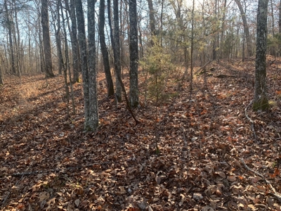 EASY LAKE ACCESS to BULL SHOALS - image 4