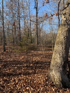 EASY LAKE ACCESS to BULL SHOALS - image 9