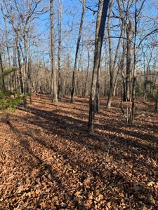 EASY LAKE ACCESS to BULL SHOALS - image 6