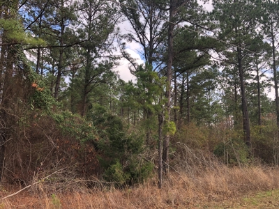 East Texas Land For Sale Cass County Texas - image 2