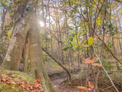 40 Acres Land for Sale Surrounded by National Forest SW MS 6 - image 16