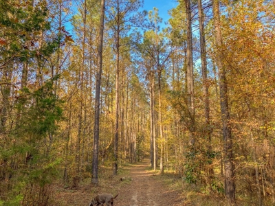 40 Acres Land for Sale Surrounded by National Forest SW MS 6 - image 21
