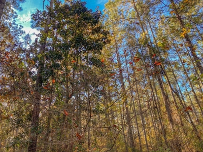 40 Acres Land for Sale Surrounded by National Forest SW MS 6 - image 11