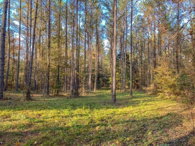 40 Acres Land for Sale Surrounded by National Forest SW MS 6 - image 19