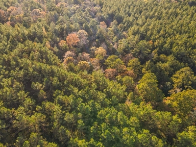 40 Acres Land for Sale Surrounded by National Forest SW MS 6 - image 36