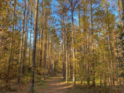 40 Acres Land for Sale Surrounded by National Forest SW MS 6 - image 20