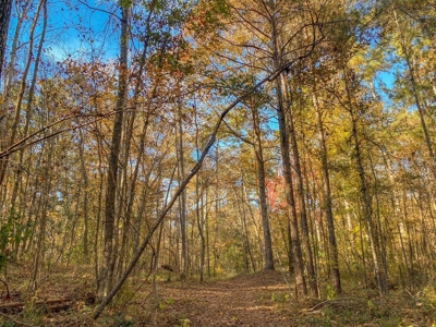 40 Acres Land for Sale Surrounded by National Forest SW MS 6 - image 14