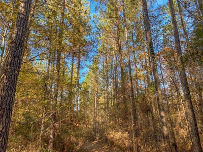 40 Acres Land for Sale Surrounded by National Forest SW MS 6 - image 10