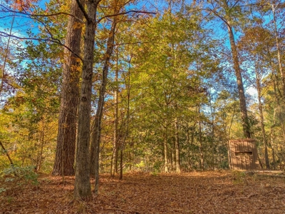 40 Acres Land for Sale Surrounded by National Forest SW MS 6 - image 23