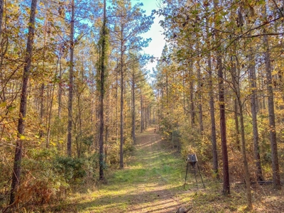 40 Acres Land for Sale Surrounded by National Forest SW MS 6 - image 18