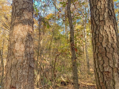 40 Acres Land for Sale Surrounded by National Forest SW MS 6 - image 12