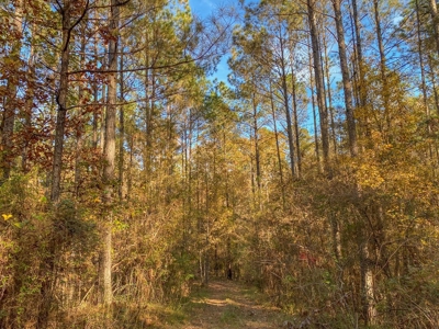 40 Acres Land for Sale Surrounded by National Forest SW MS 6 - image 7
