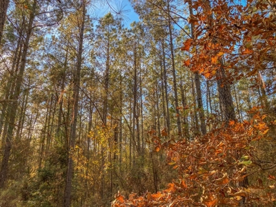 40 Acres Land for Sale Surrounded by National Forest SW MS 6 - image 4