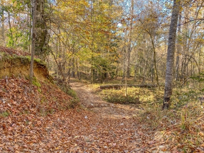 40 Acres Land for Sale Surrounded by National Forest SW MS 6 - image 13