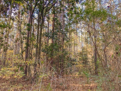 40 Acres Land for Sale Surrounded by National Forest SW MS 6 - image 26