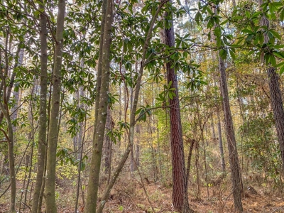 40 Acres Land for Sale Surrounded by National Forest SW MS 6 - image 29