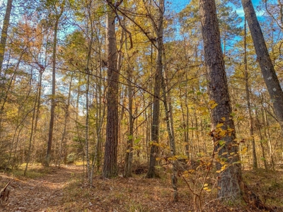 40 Acres Land for Sale Surrounded by National Forest SW MS 6 - image 17