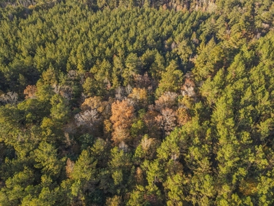 40 Acres Land for Sale Surrounded by National Forest SW MS 6 - image 32