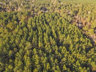 40 Acres Land for Sale Surrounded by National Forest SW MS 6 - image 35
