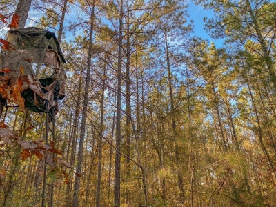 40 Acres Land for Sale Surrounded by National Forest SW MS 6 - image 9