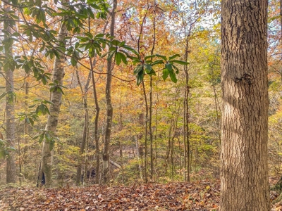 40 Acres Land for Sale Surrounded by National Forest SW MS 6 - image 24