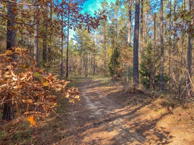 40 Acres Land for Sale Surrounded by National Forest SW MS 6 - image 8