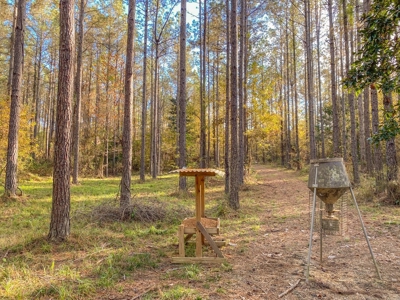 40 Acres Land for Sale Surrounded by National Forest SW MS 6 - image 22