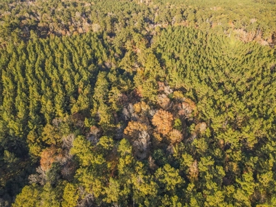 40 Acres Land for Sale Surrounded by National Forest SW MS 6 - image 37