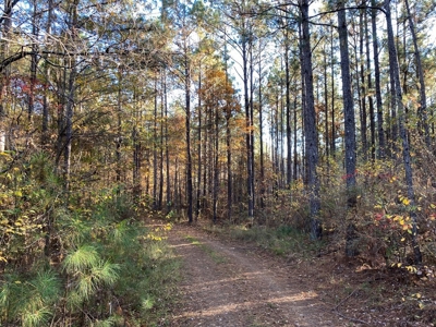 40 Acres Land for Sale Surrounded by National Forest SW MS 6 - image 39