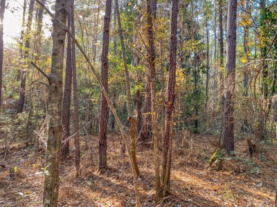 40 Acres Land for Sale Surrounded by National Forest SW MS 6 - image 28