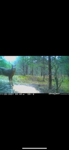 Bath County Kentucky Land for Sale - image 4