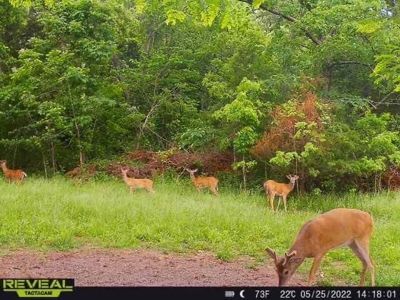 Cattle Ranch / Hunting Land For Sale in Arkansas - image 23
