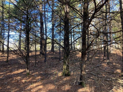 Residential Lot For Sale on the Mountain Ranch Golf Course - image 7