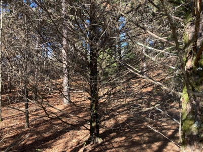 Residential Lot For Sale on the Mountain Ranch Golf Course - image 5