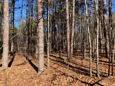 Residential Lot For Sale near Mountain Ranch Golf Course - image 6