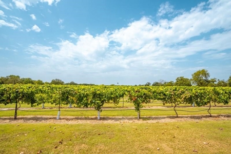 Winery & Vineyard For Sale In Texas - image 40