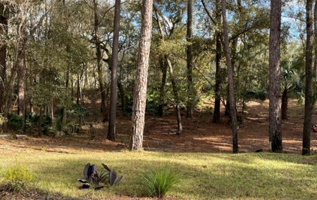 Suwannee Riverfront Property w/ Power, Well & Septic - image 25