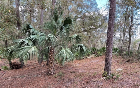 Suwannee Riverfront Property w/ Power, Well & Septic - image 28