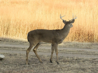 Online Only Auction Cattle & CRP Farm Hodgeman County KS - image 16