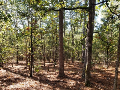 Blue Mountain 9.1 Acres Adjoining National Forest - image 6