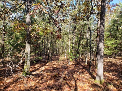 Blue Mountain 9.1 Acres Adjoining National Forest - image 8