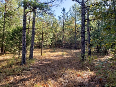 Blue Mountain 9.1 Acres Adjoining National Forest - image 7