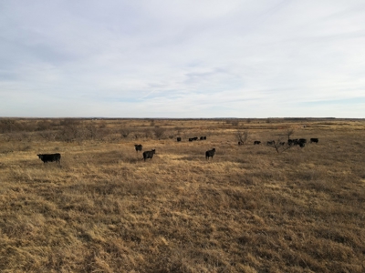 Texas Hunting Land For Sale Ranches Montague County Property - image 13