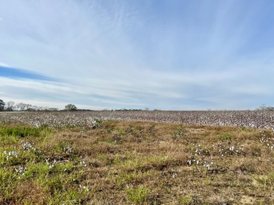 117ac Farm Land for Sale Geneva Alabama - South Alabama - image 34